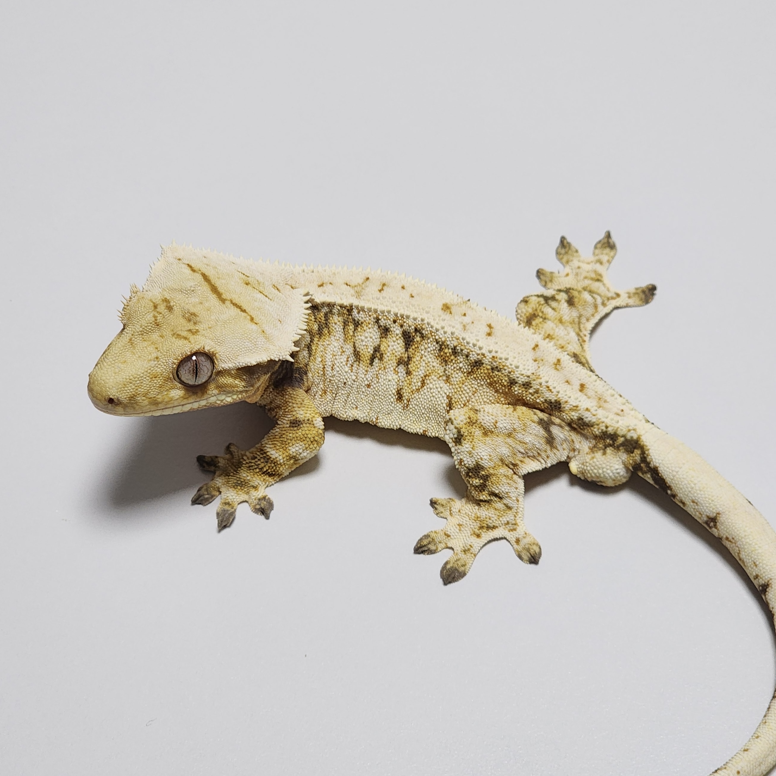 Extreme Harlequin Tri Drippy Zengex White Spot