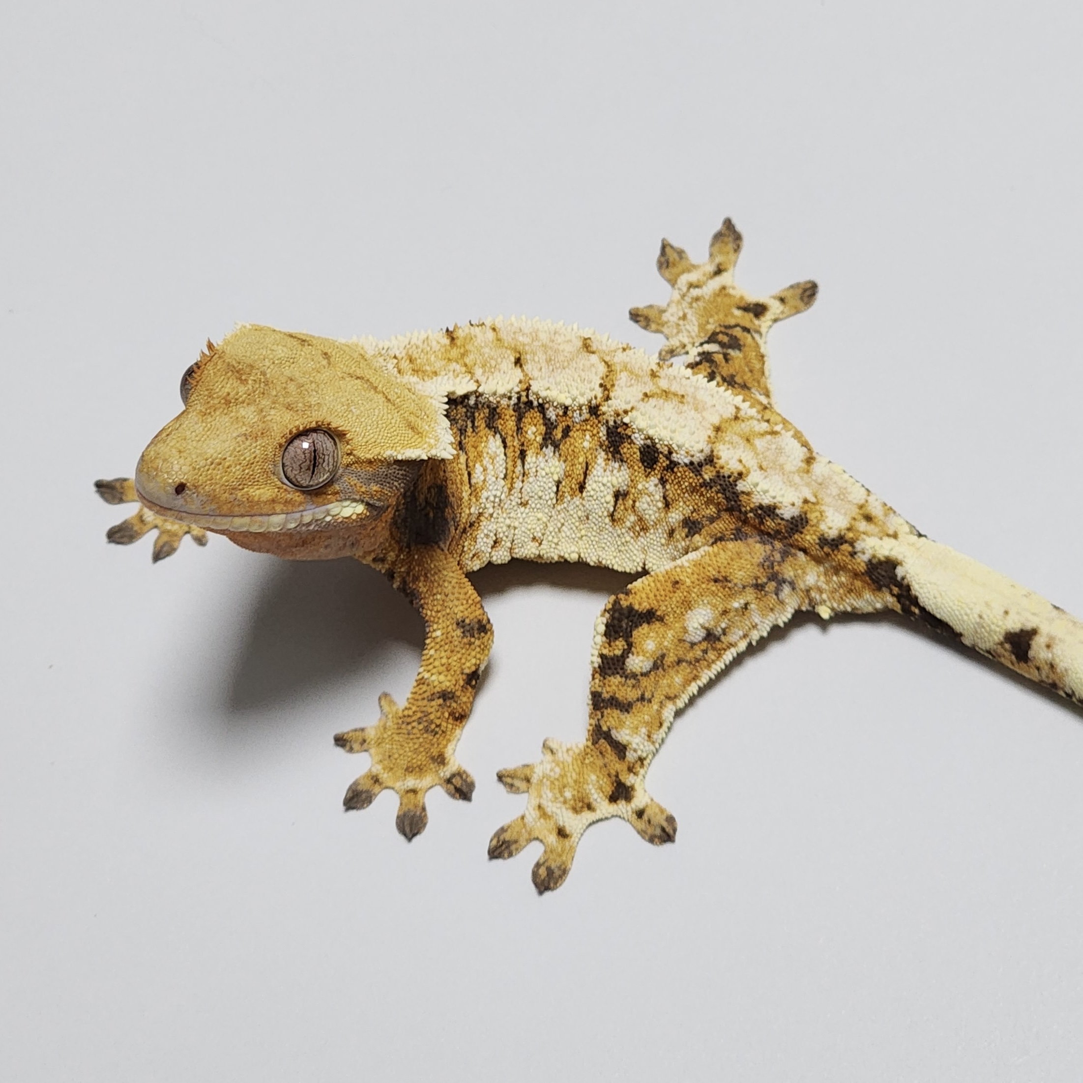 Extreme Harlequin Tri