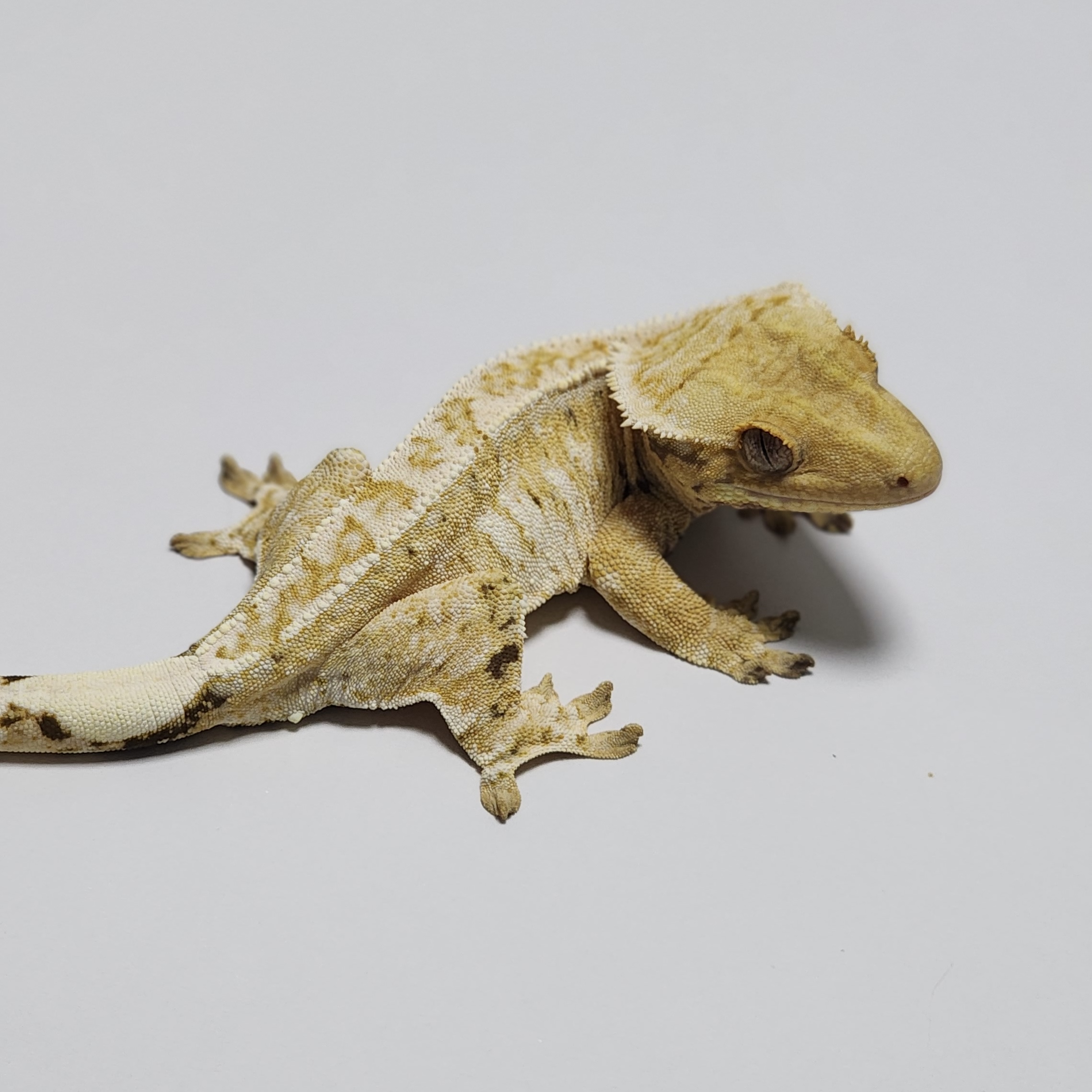 Tri Extreme Harlequin Drippy