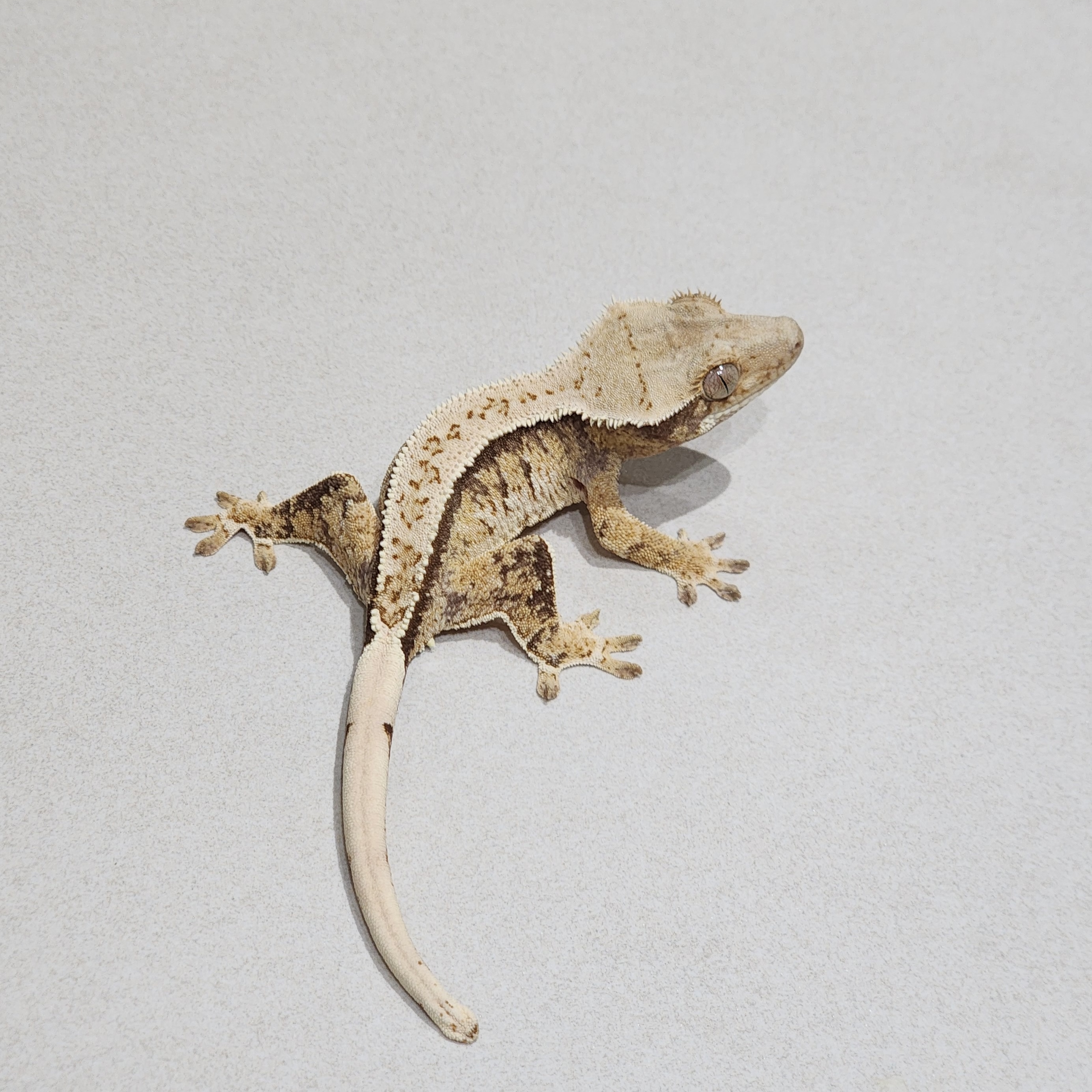 Tri Extreme Harlequin White Spot