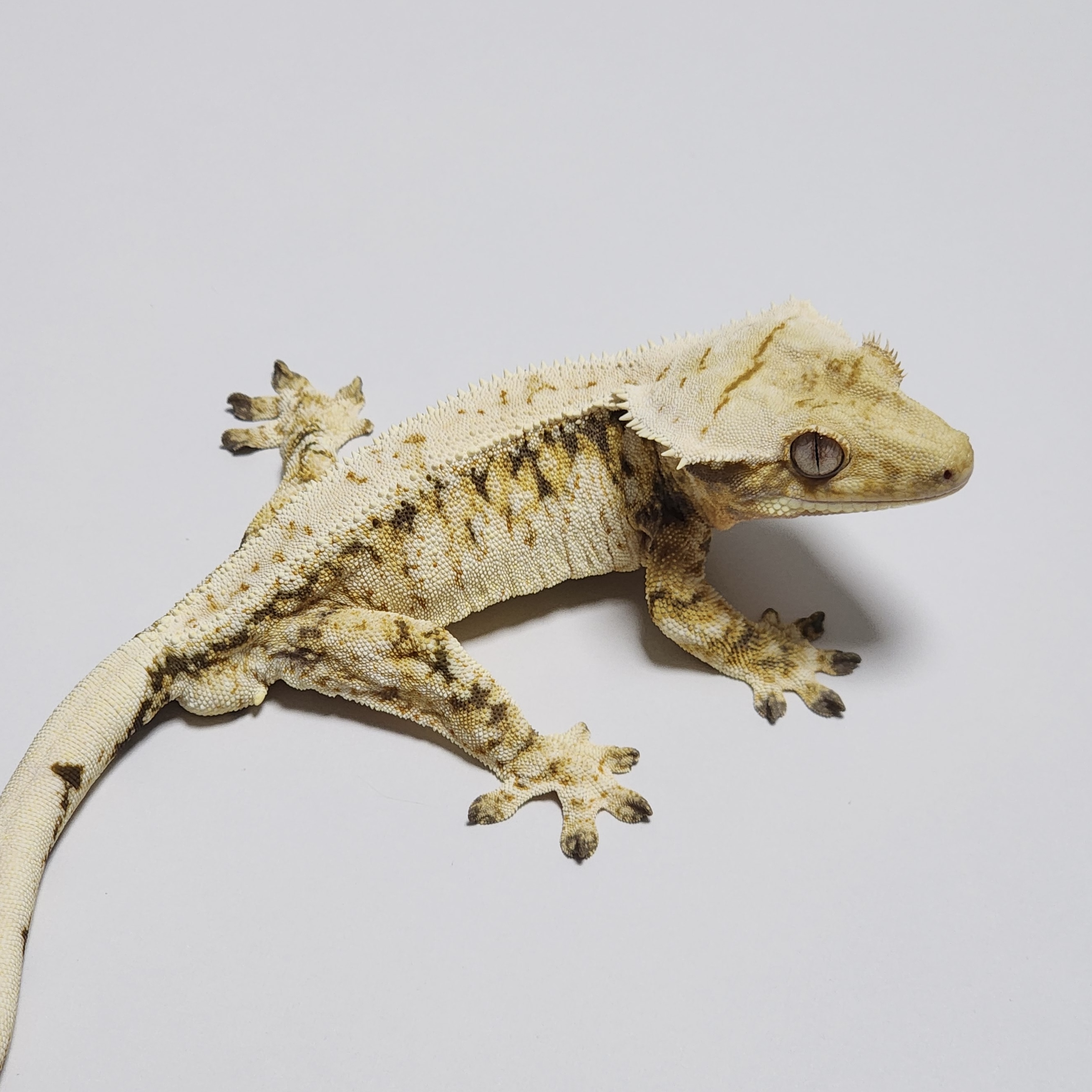 Extreme Harlequin Tri Drippy Zengex White Spot