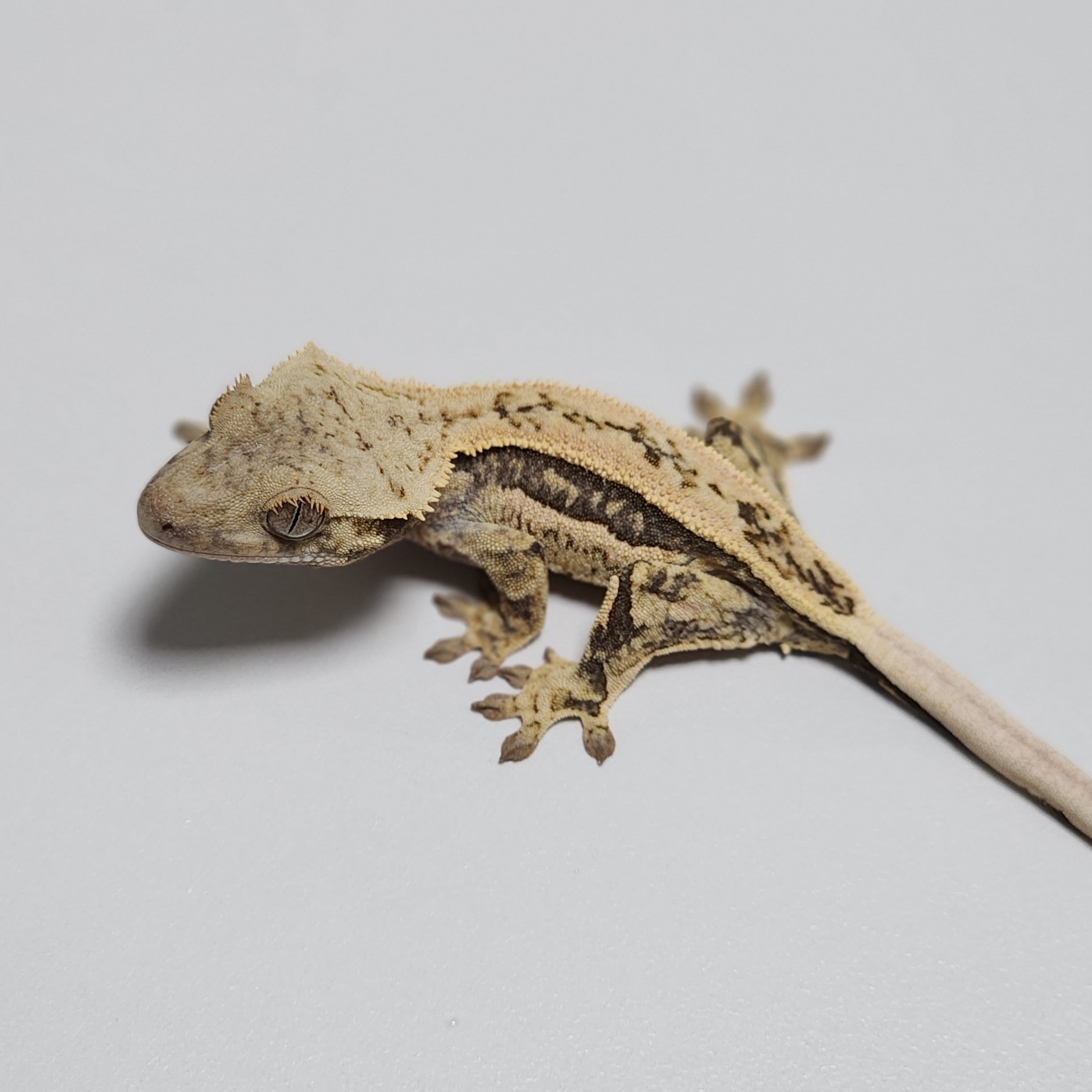 Normal Quad Full Pinstripe Zengex