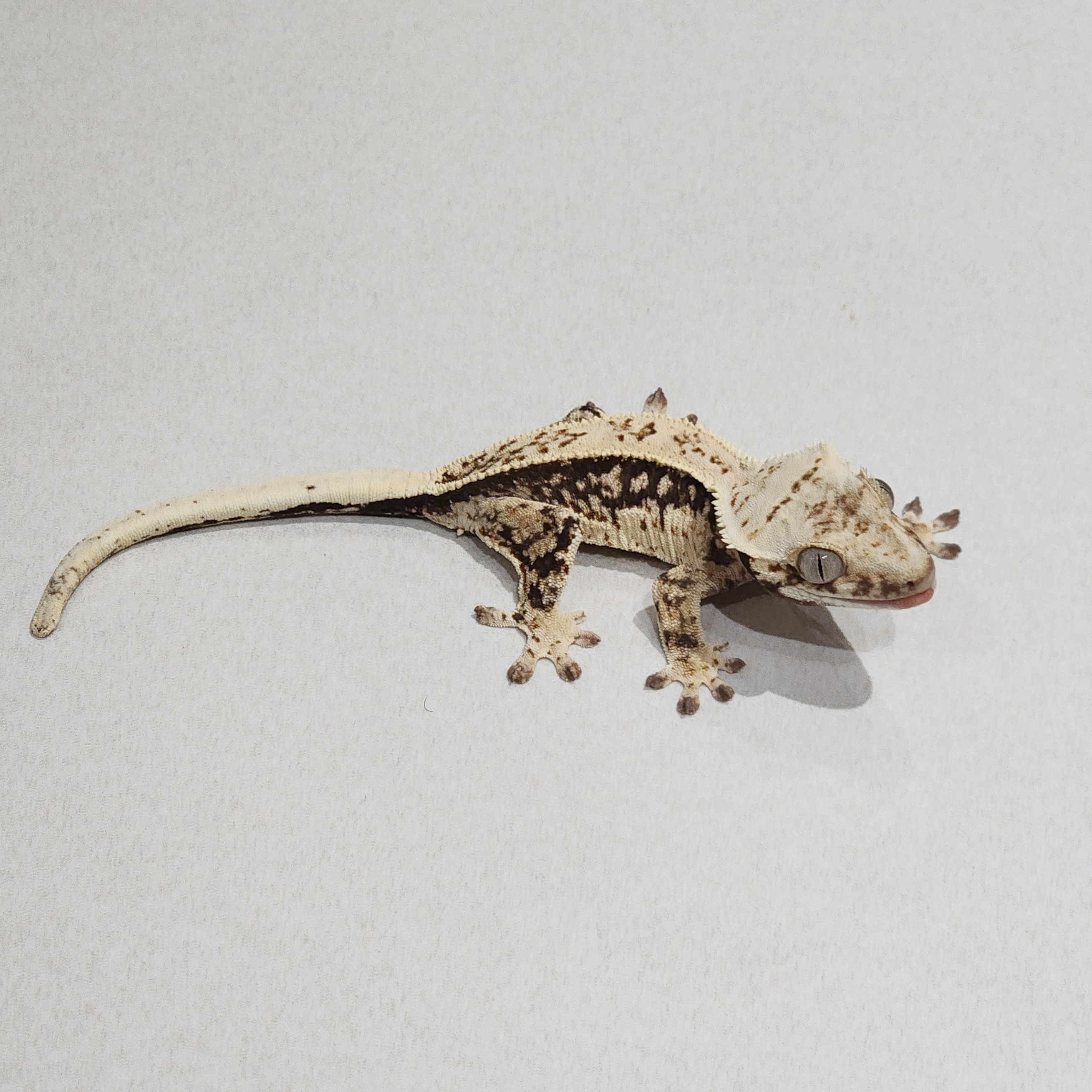 Full Pinstripe Quad Drippy White Spot