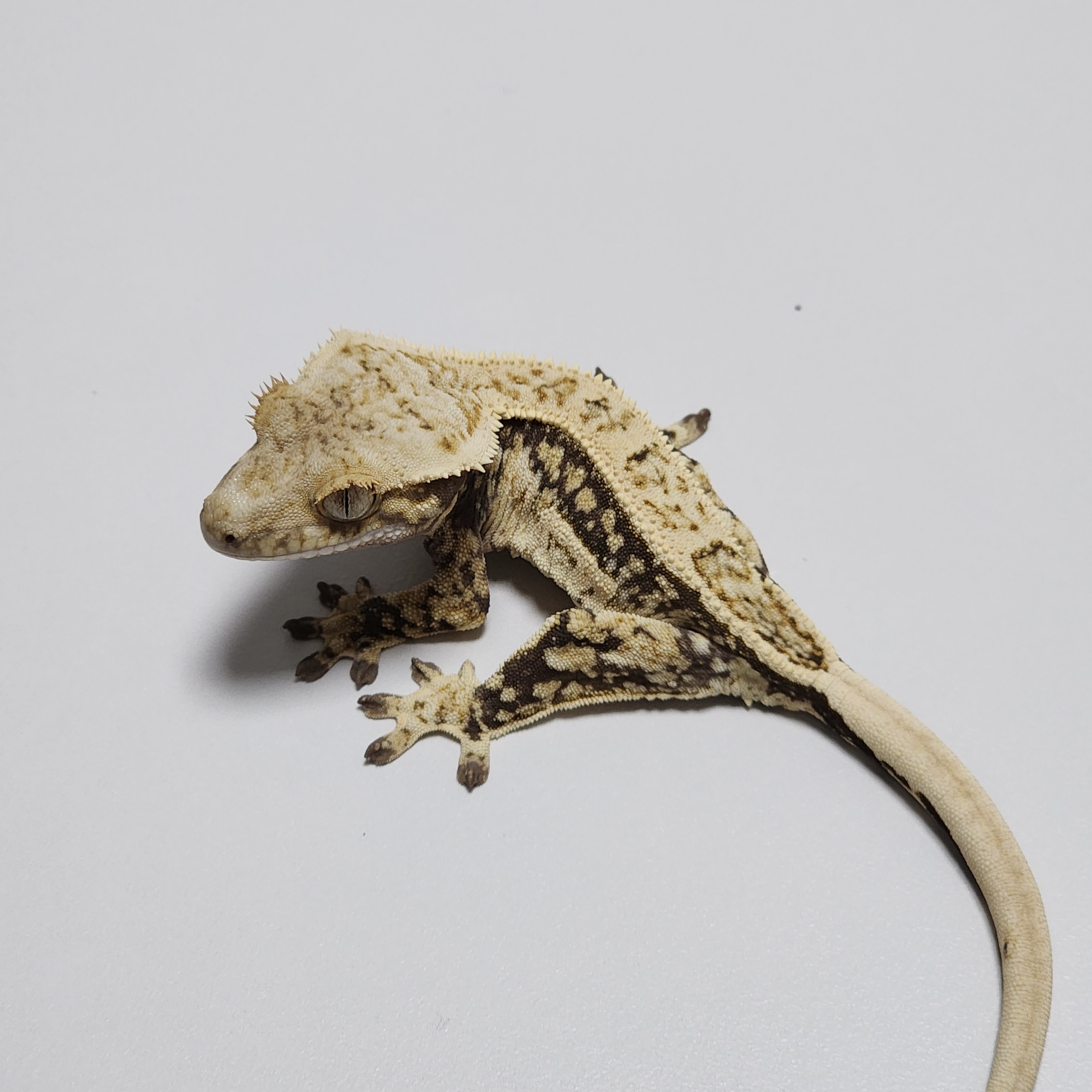 Quad White Spot Drippy