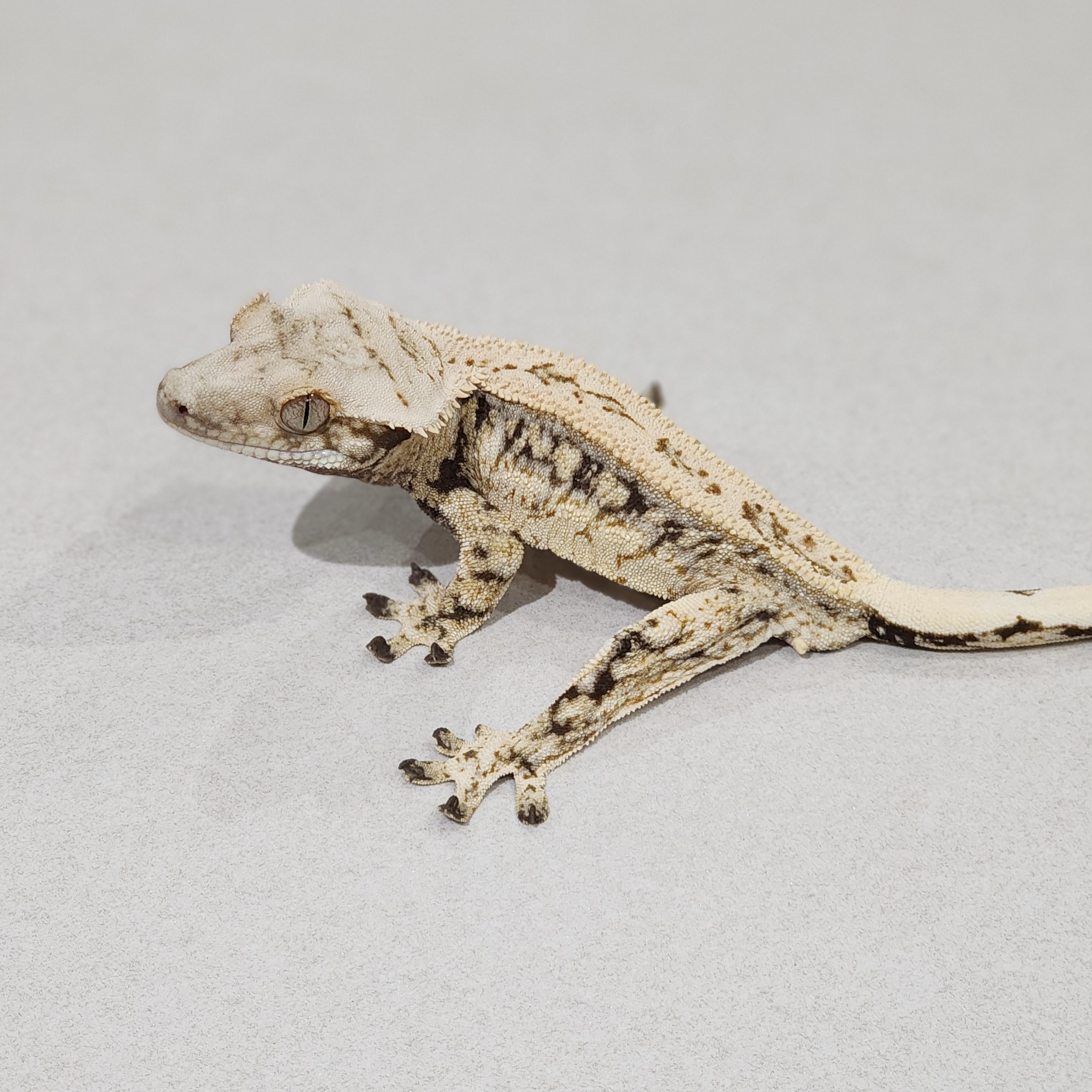 Full Pinstripe Emily Drippy White Spot Zengex