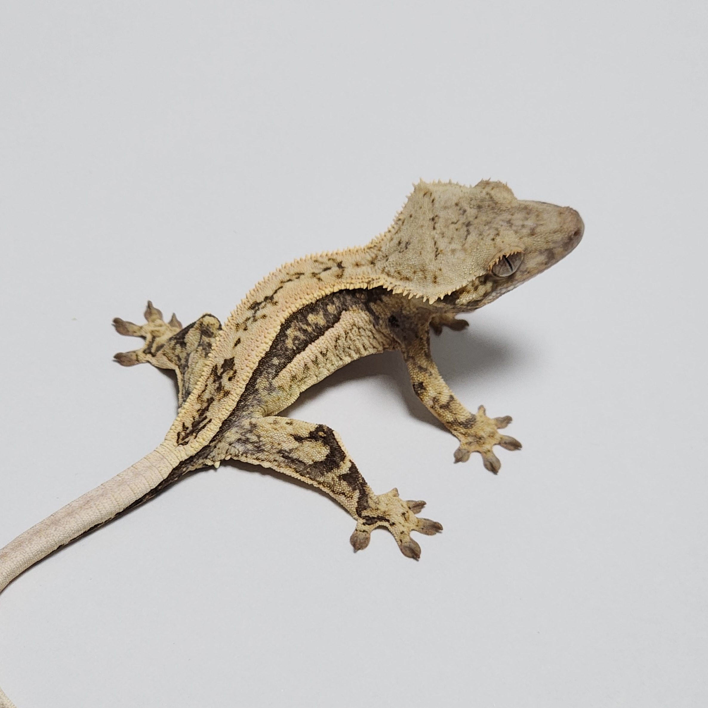 Normal Quad Full Pinstripe Zengex