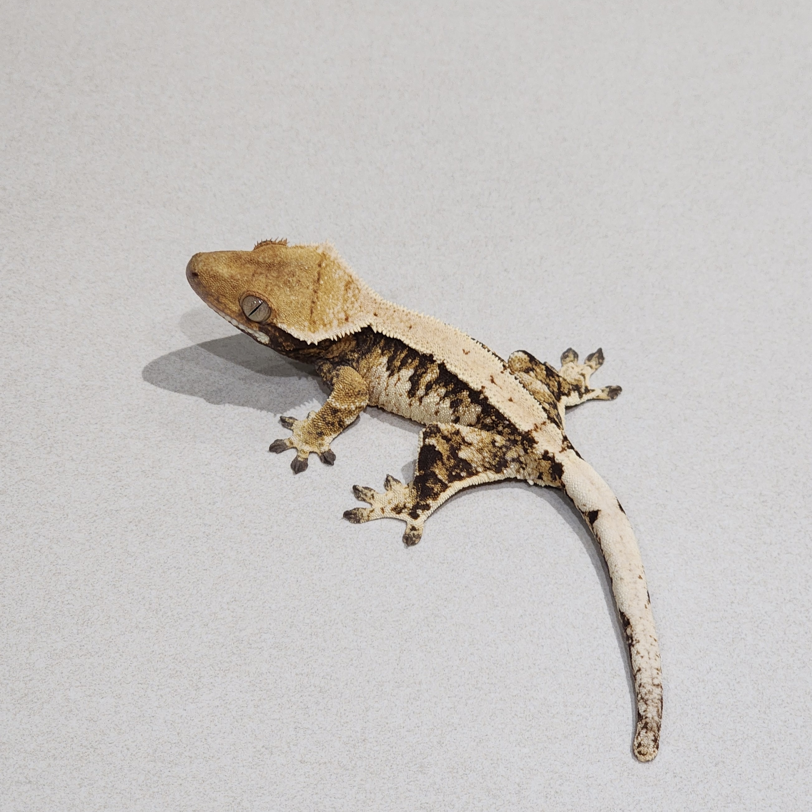 Tri Extreme Harlequin