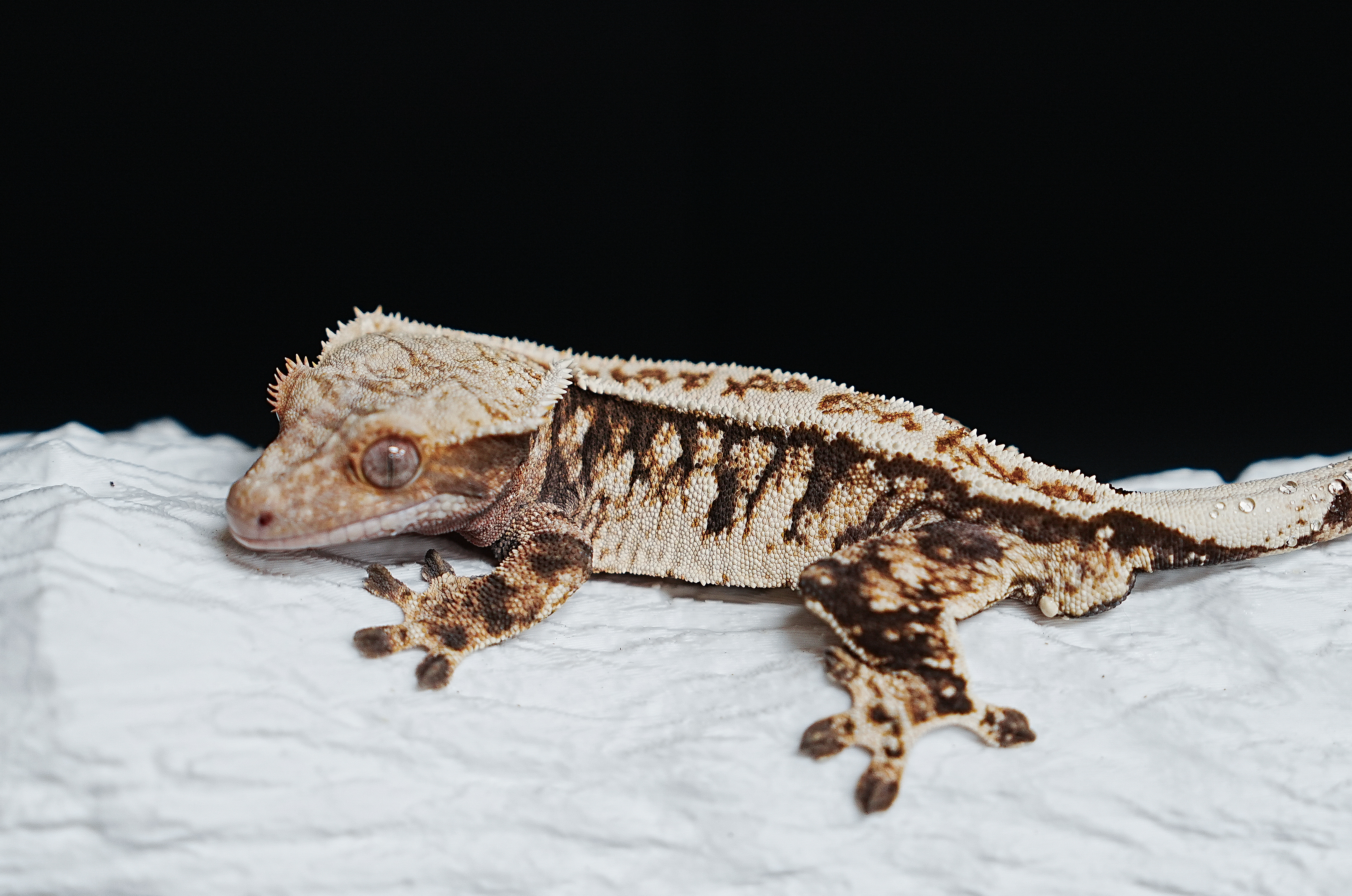 Tri Extreme Harlequin