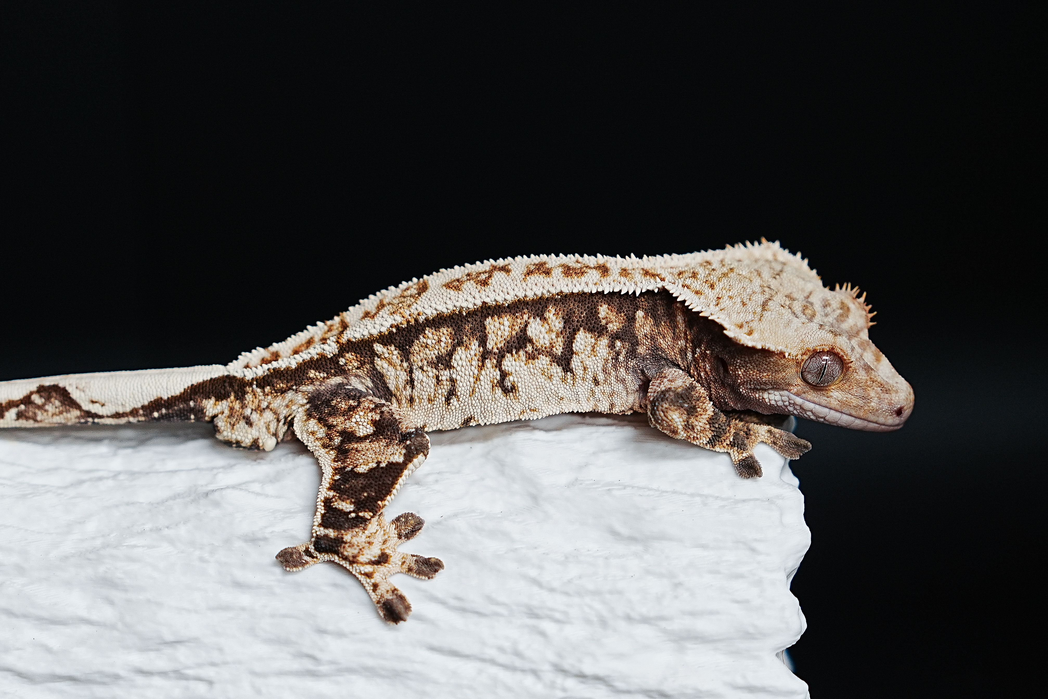 Tri Extreme Harlequin