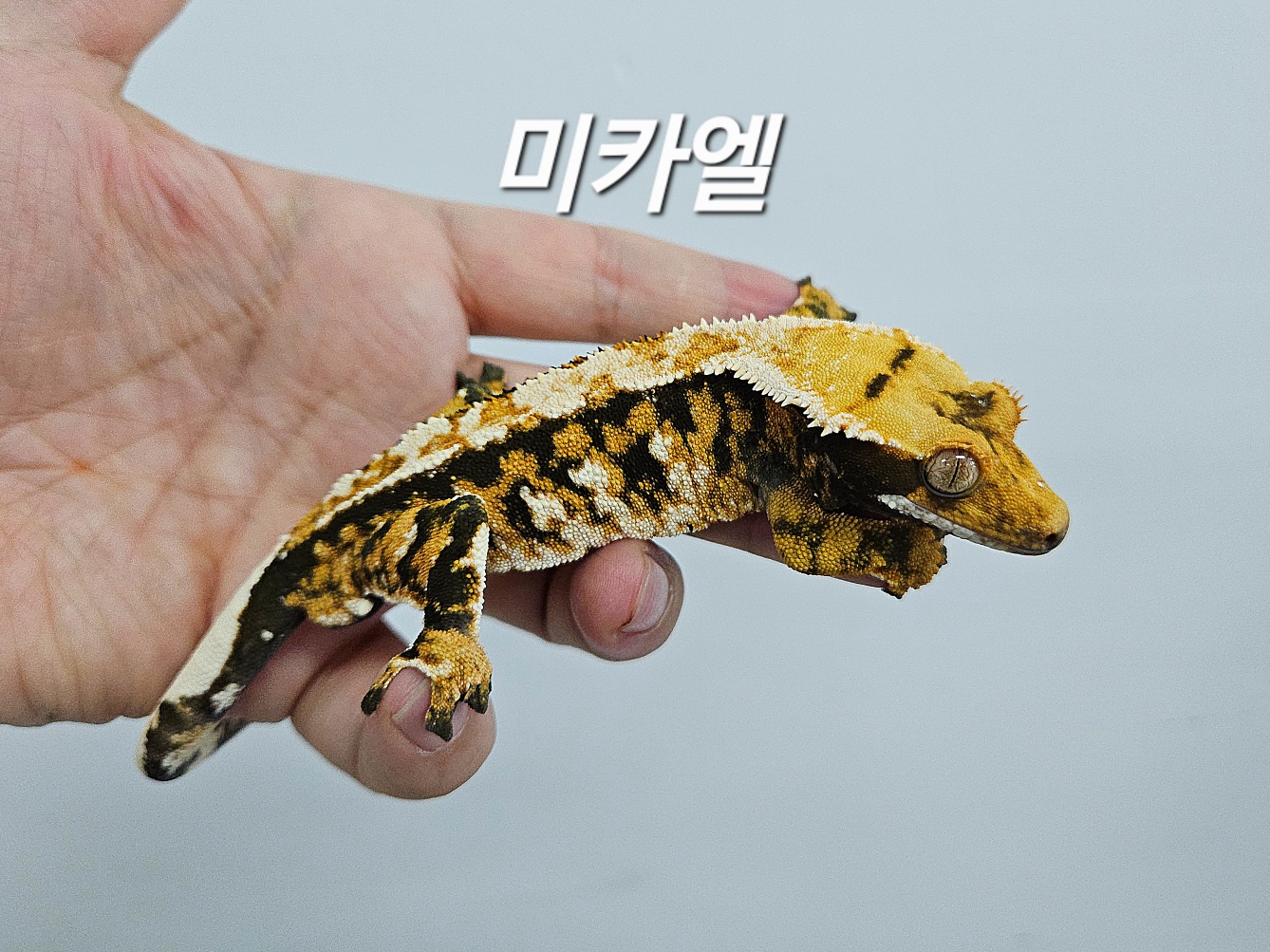 Extreme Harlequin Tri