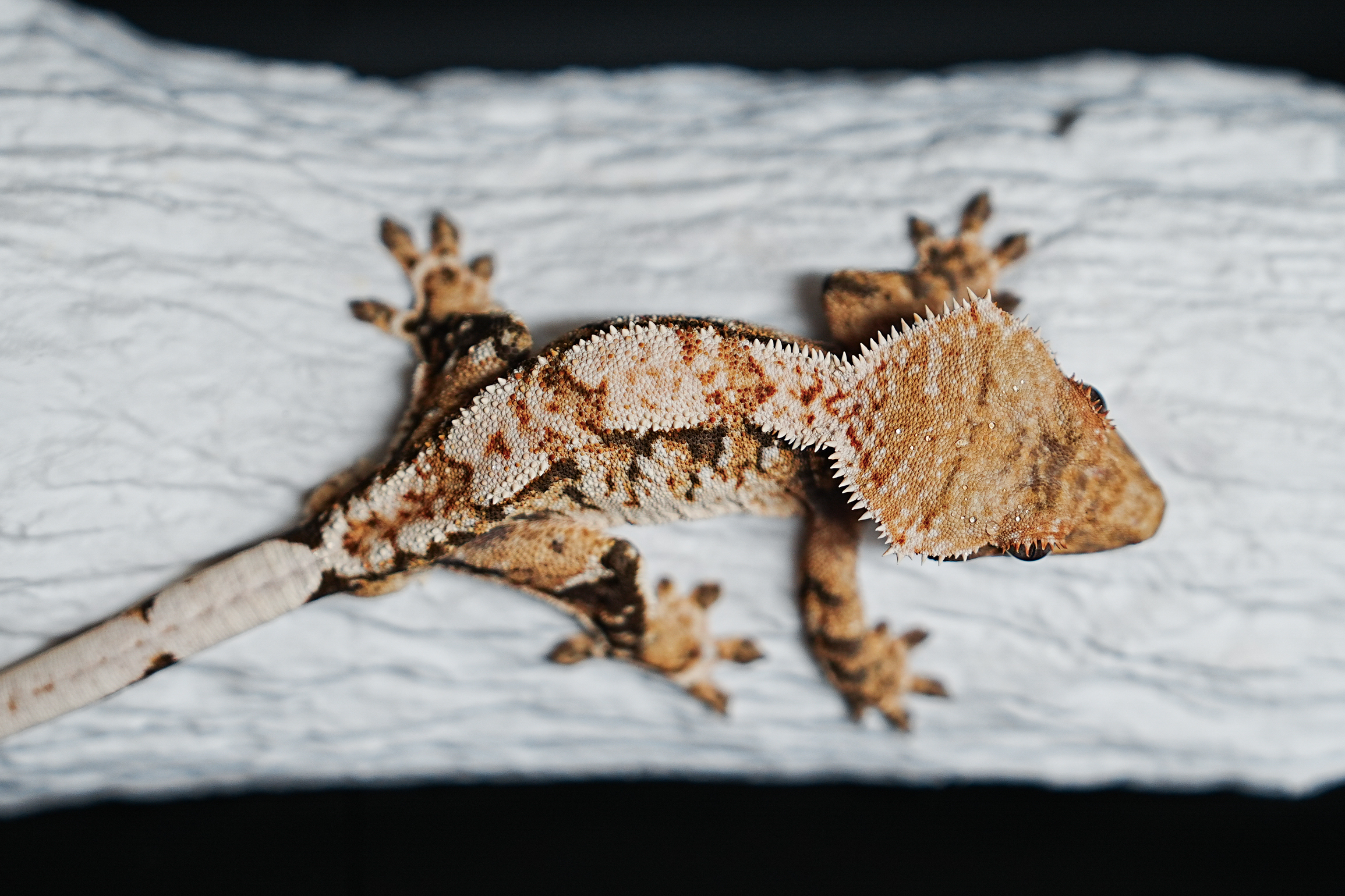 Tri Extreme Harlequin