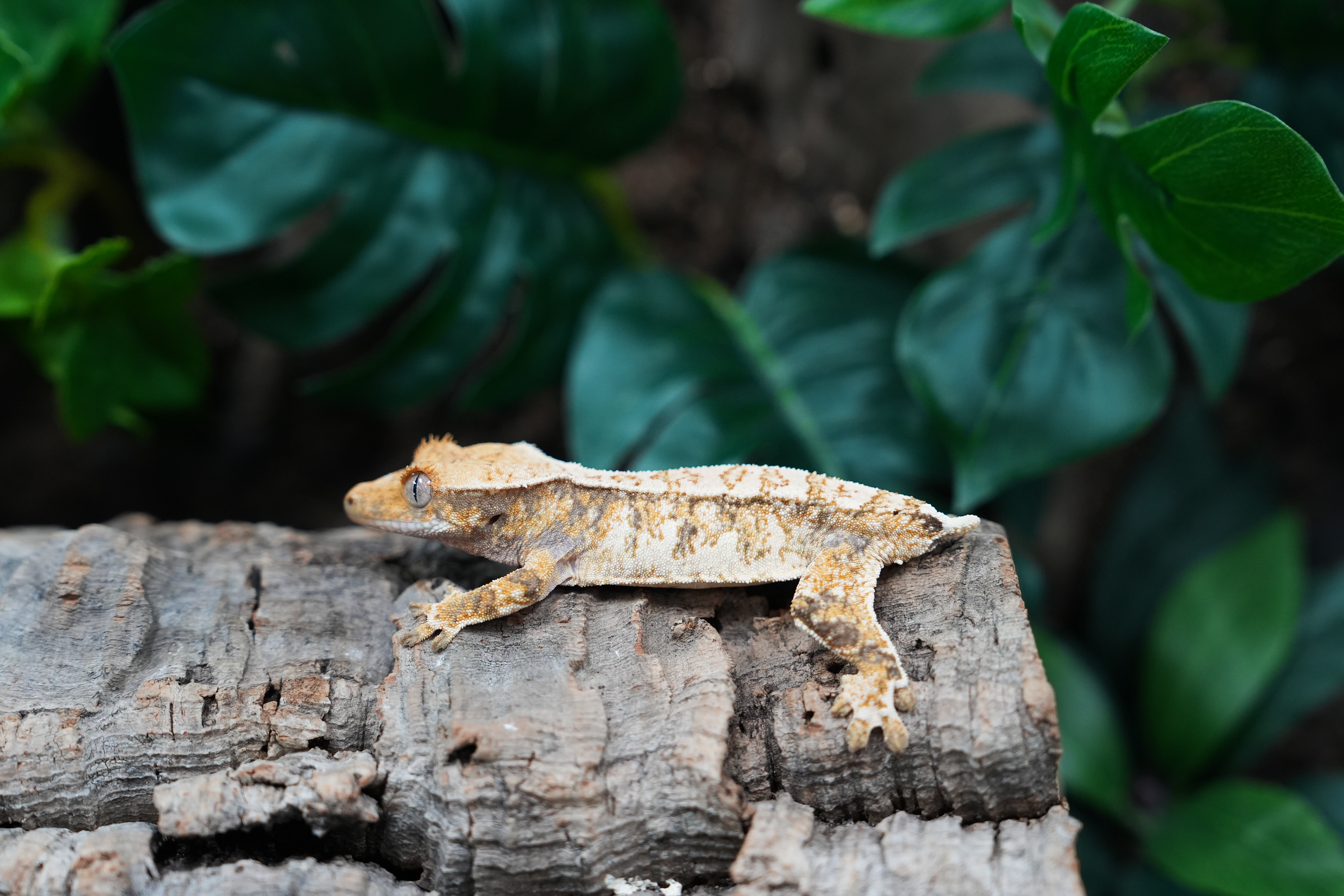 Extreme Harlequin Tri