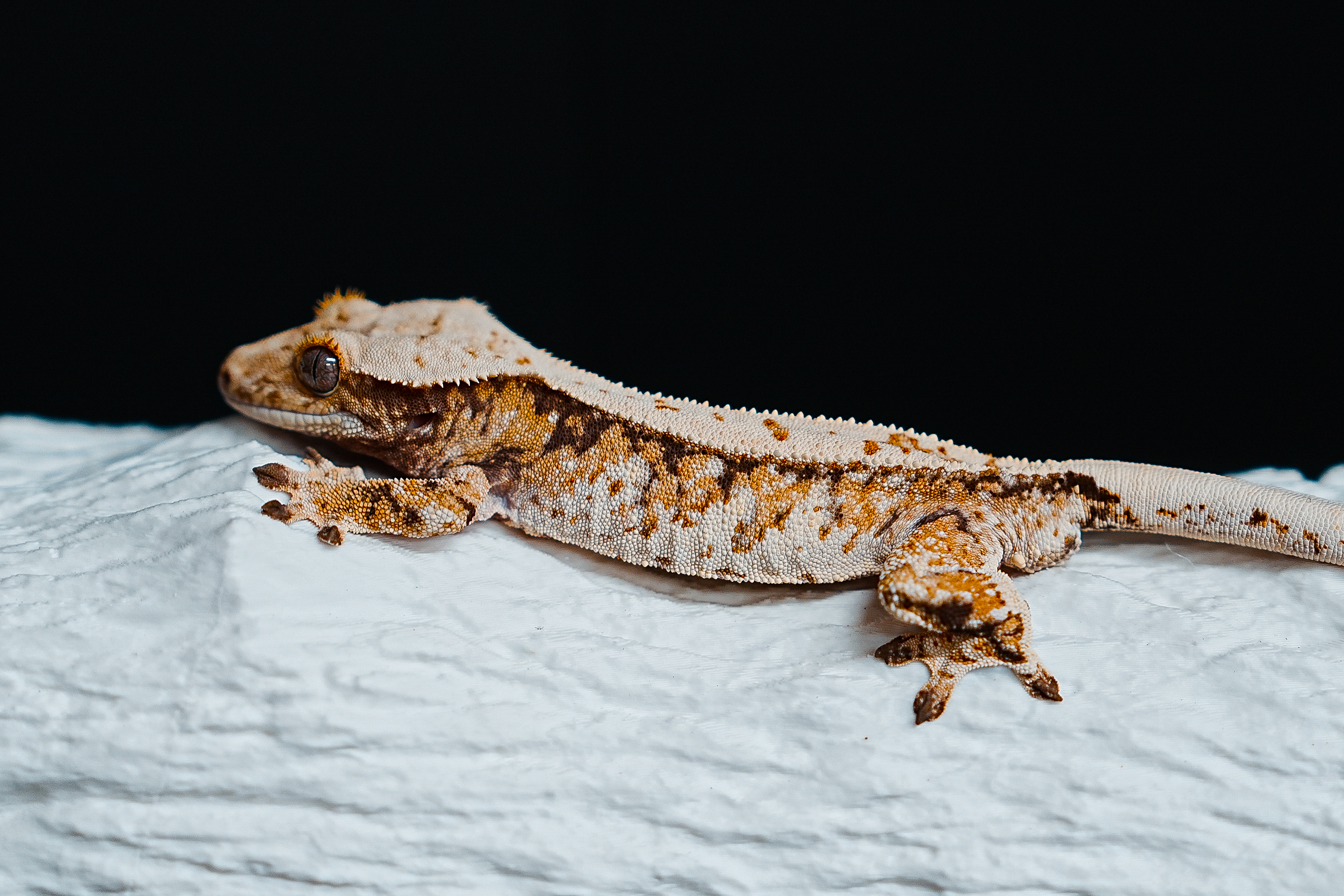 Tri Extreme Harlequin