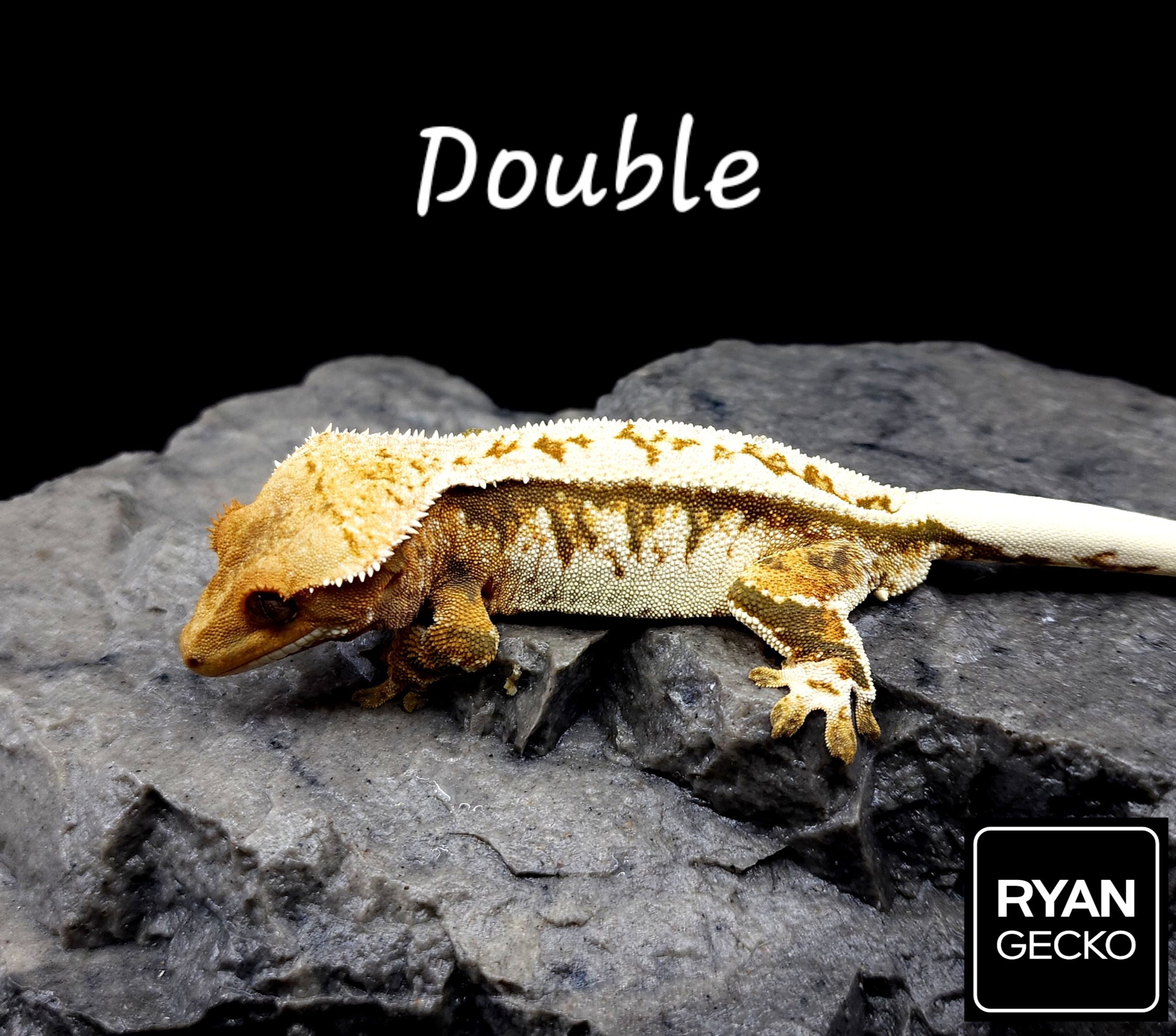 Extreme Harlequin White Porthole White Spot Tri White Pin