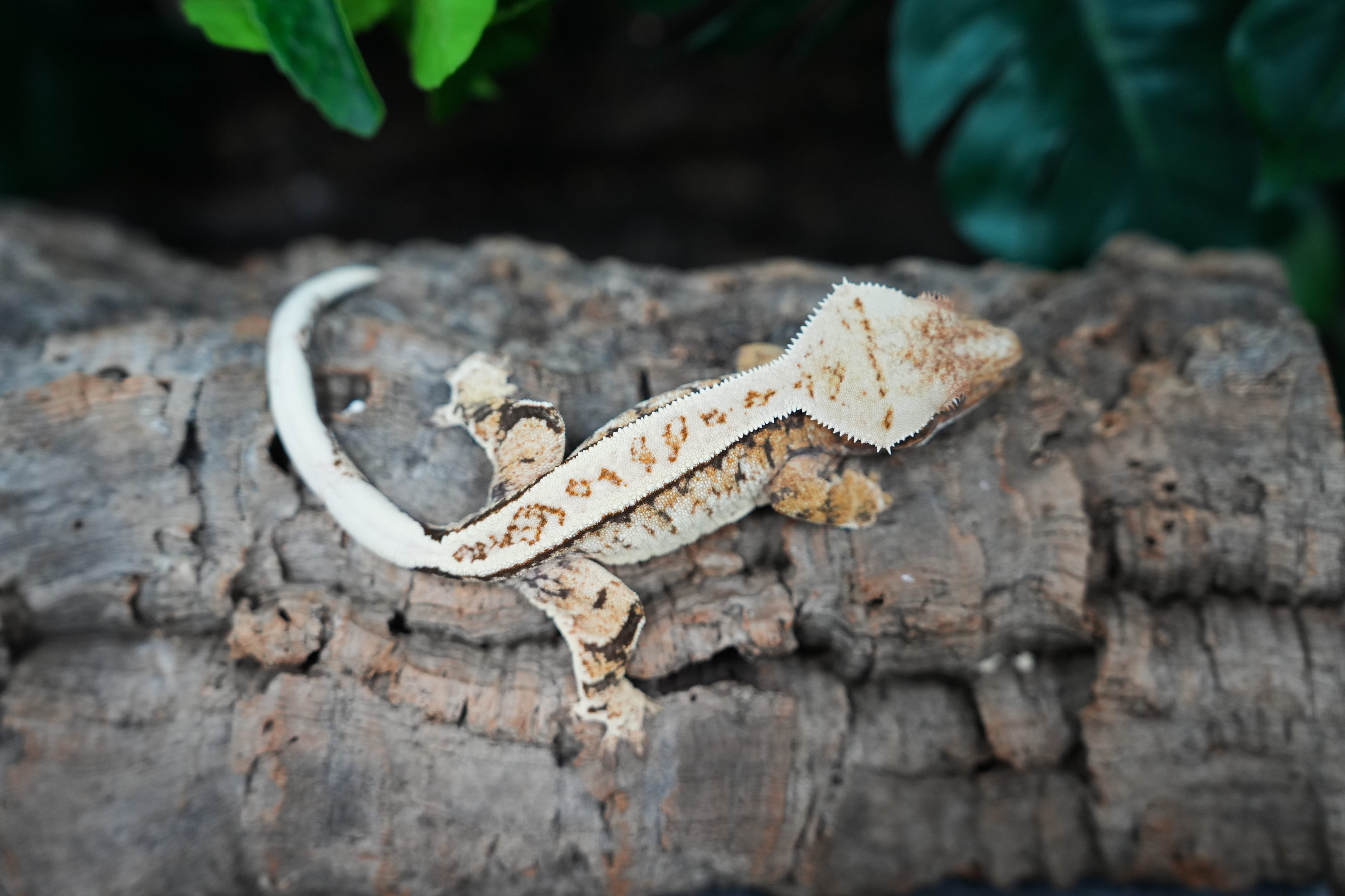 Tri Extreme Harlequin