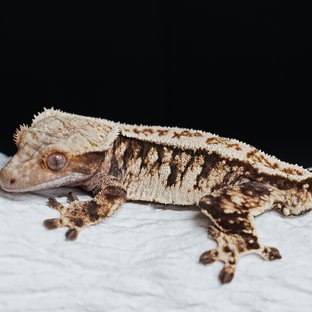 Tri Extreme Harlequin