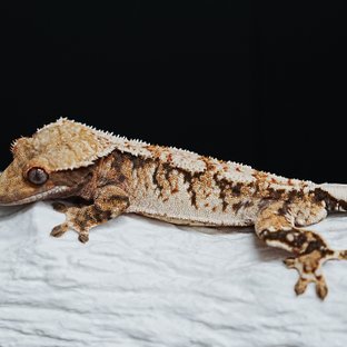 Tri Extreme Harlequin