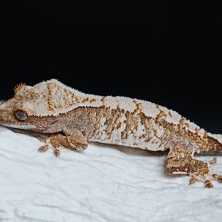 Tri Extreme Harlequin