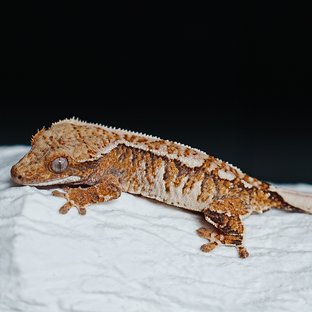 Tri Extreme Harlequin