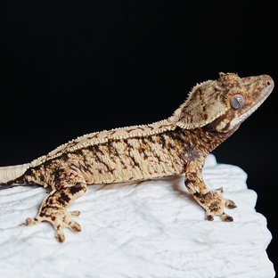 Tri Extreme Harlequin