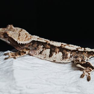 Tri Extreme Harlequin