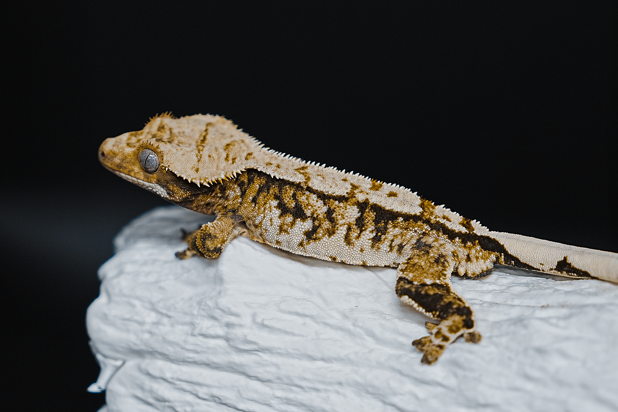 Tri Extreme Harlequin