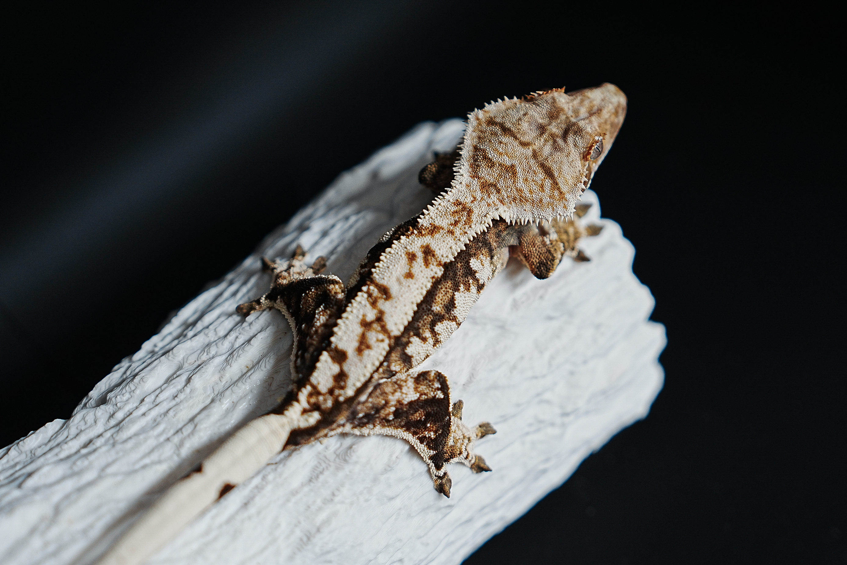 Tri Extreme Harlequin