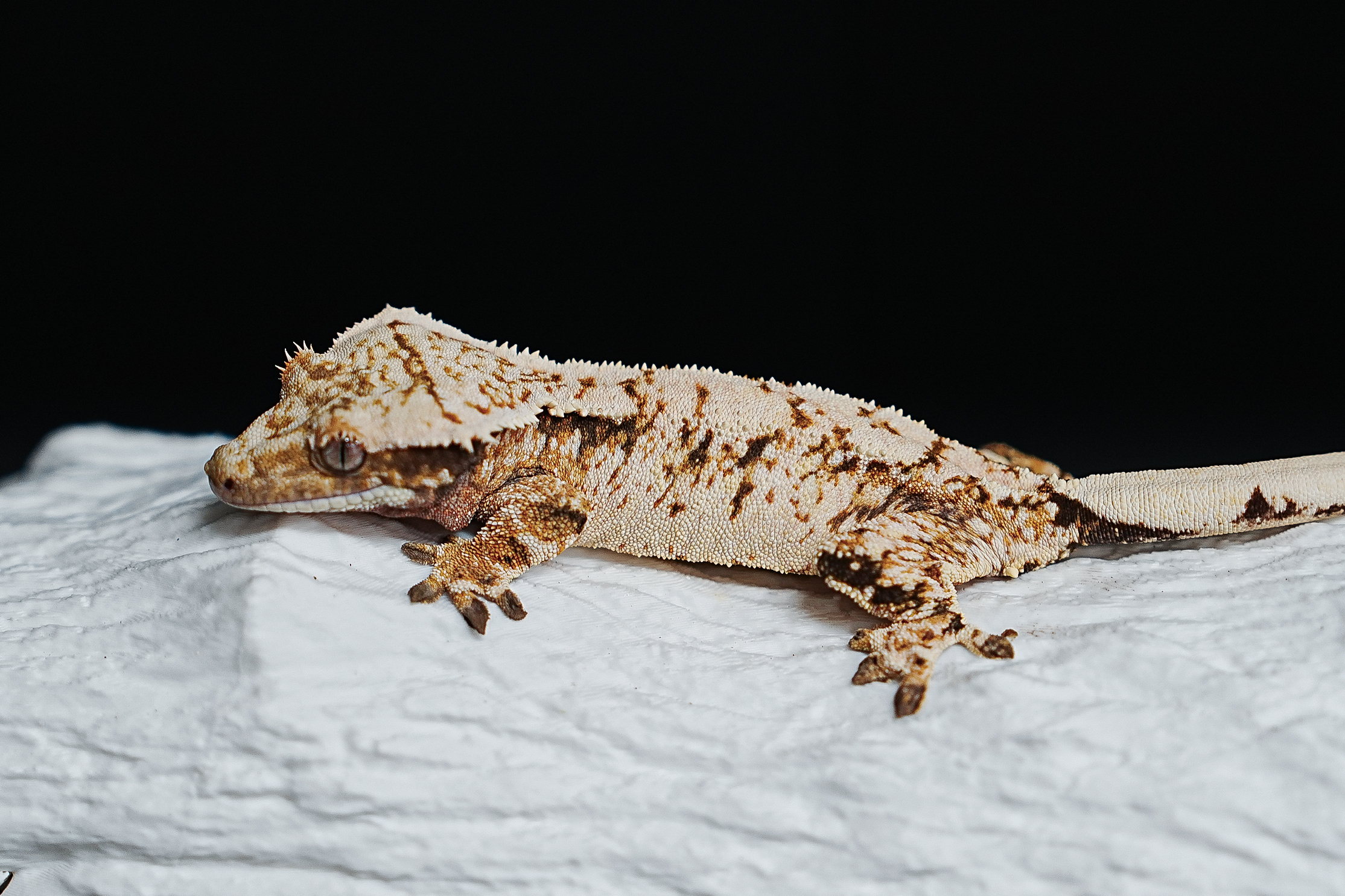 Tri Extreme Harlequin