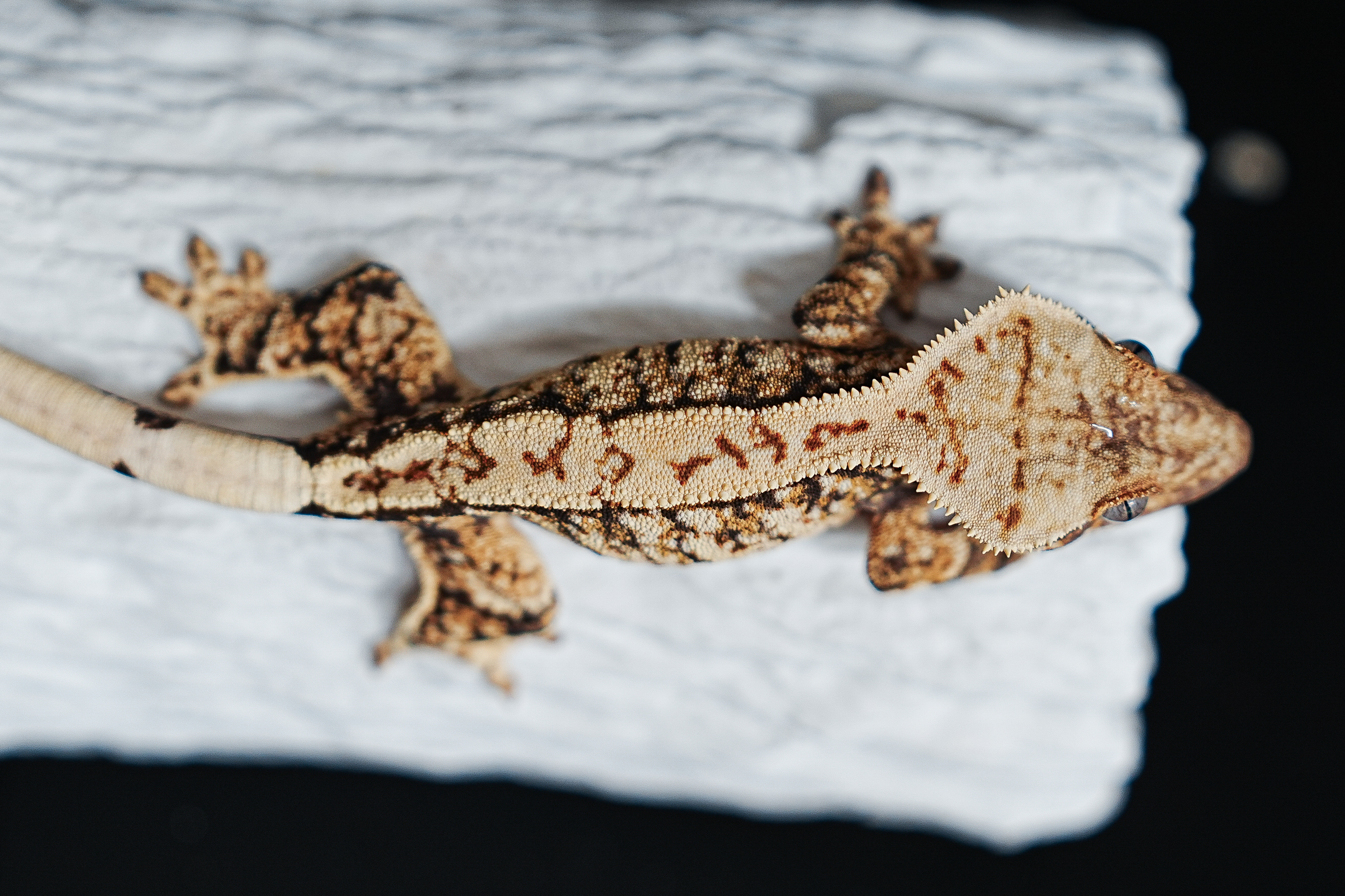 Extreme Harlequin Tri