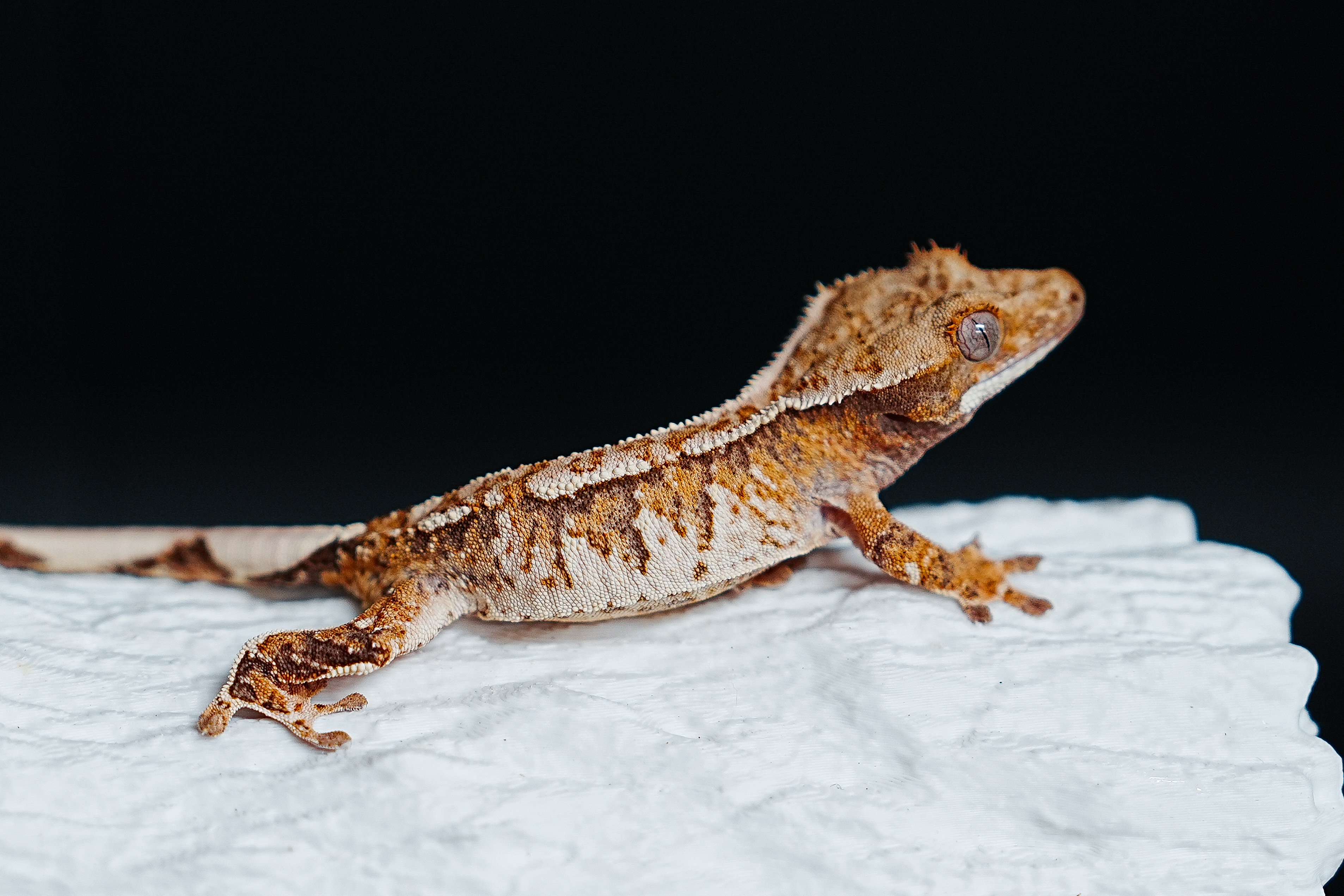 Tri Extreme Harlequin