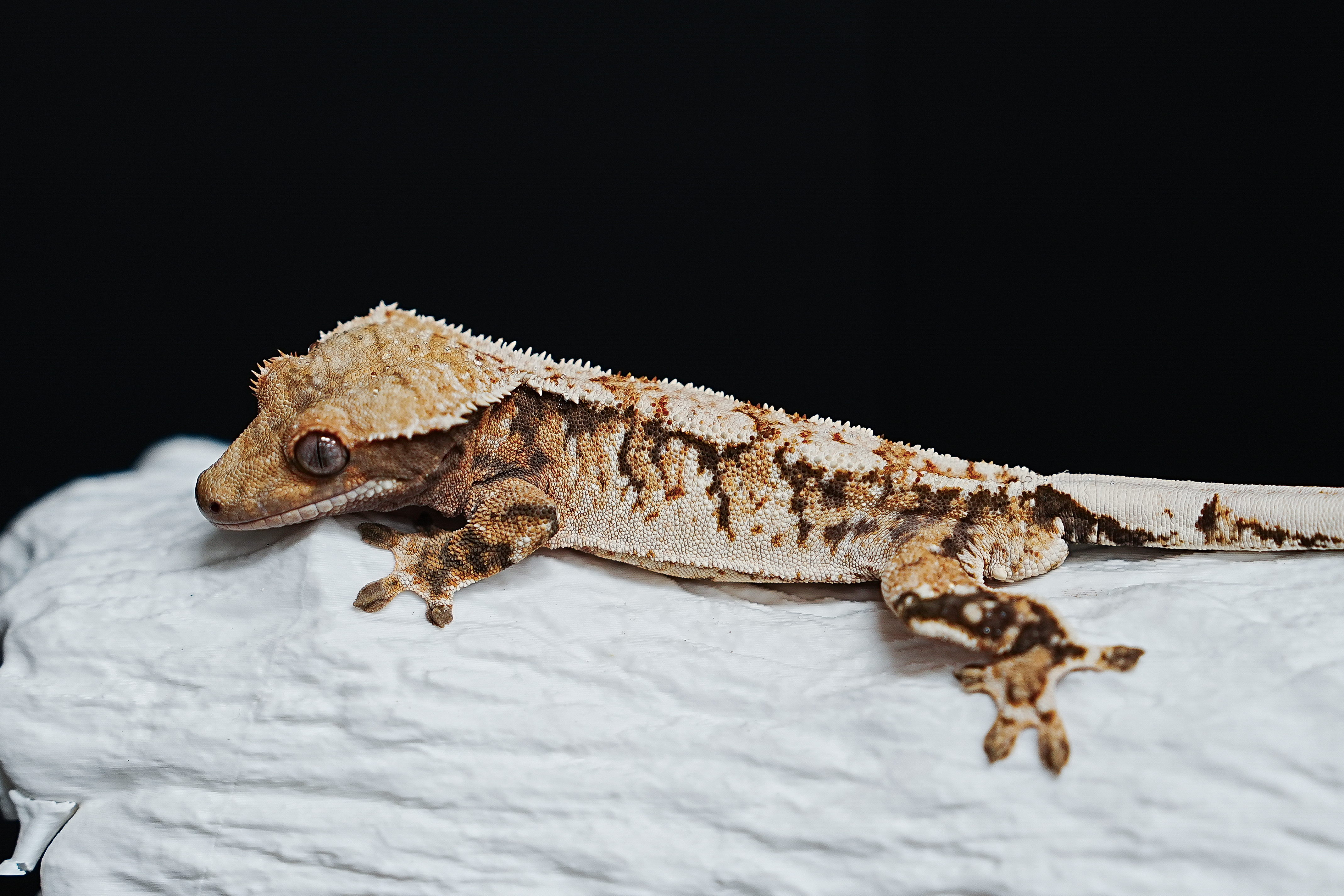 Tri Extreme Harlequin