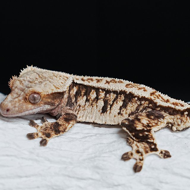 Tri Extreme Harlequin