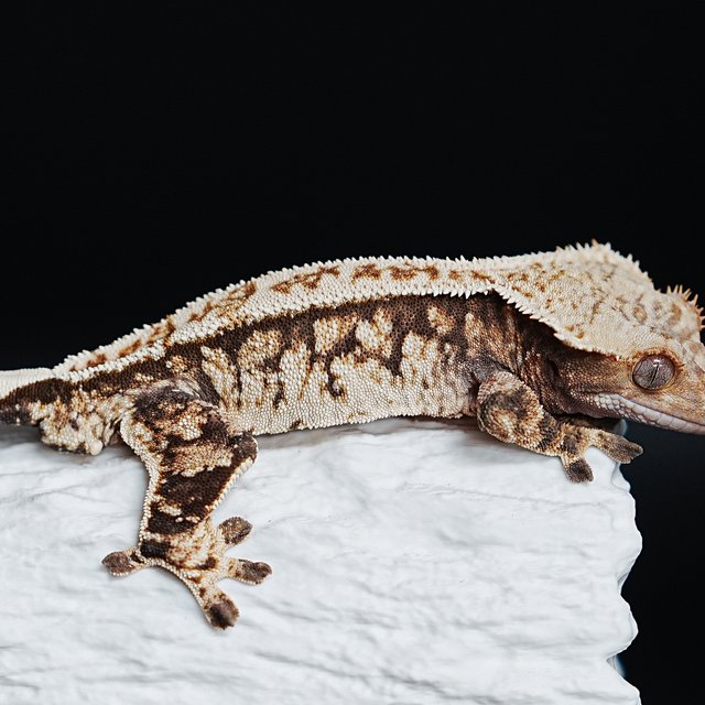 Tri Extreme Harlequin