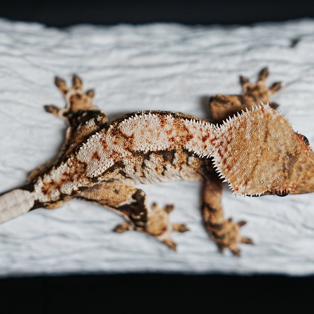 Tri Extreme Harlequin