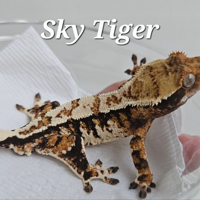 Tri Extreme Harlequin