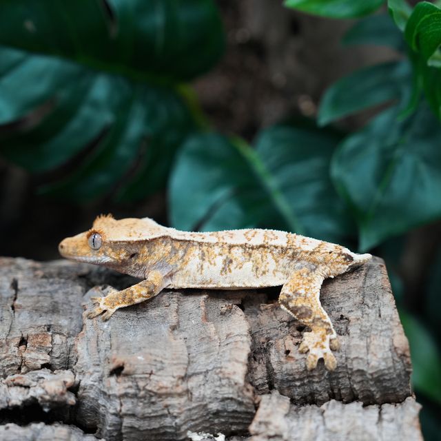 Extreme Harlequin Tri