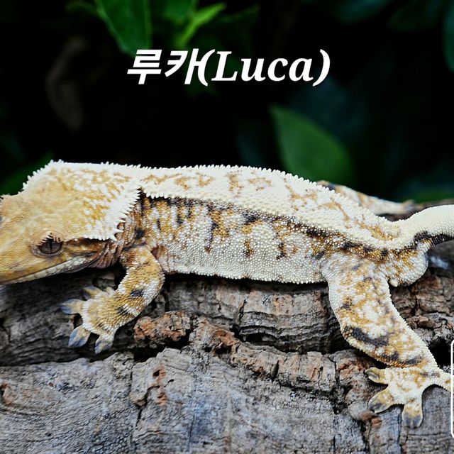 Tri Extreme Harlequin White Spot White Pin White Porthole