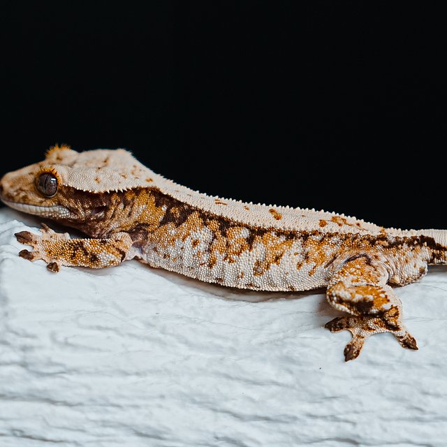 Tri Extreme Harlequin