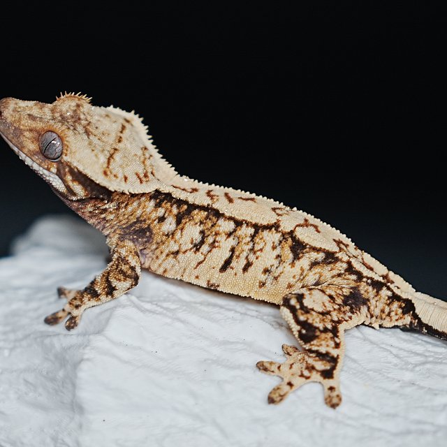 Extreme Harlequin Tri