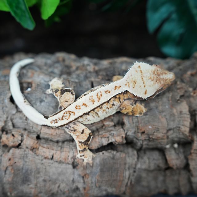 Tri Extreme Harlequin