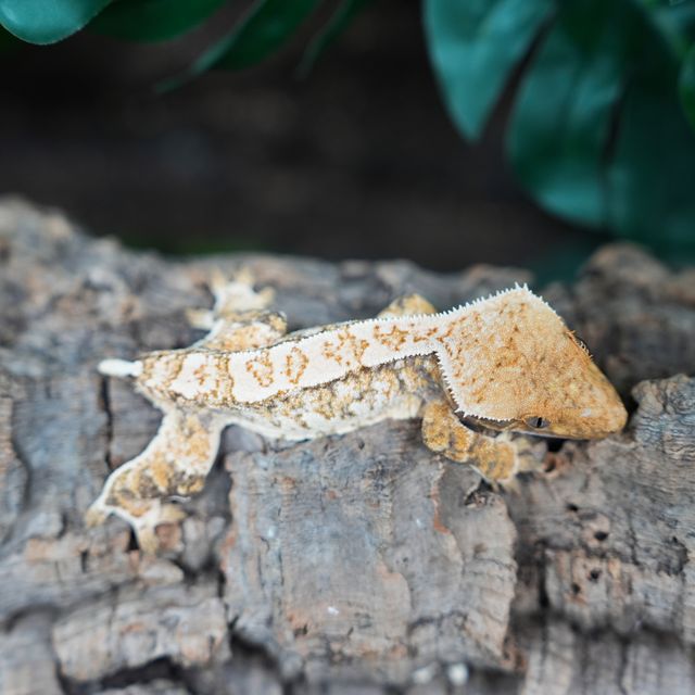 Extreme Harlequin Tri