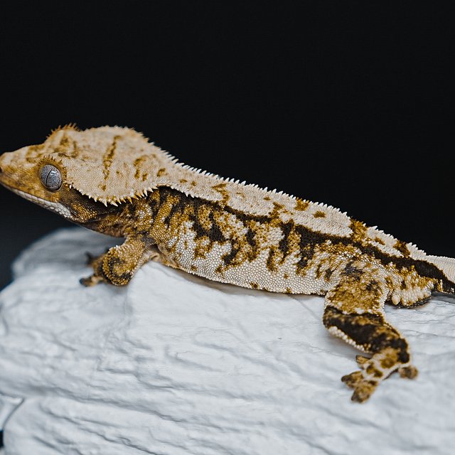 Tri Extreme Harlequin