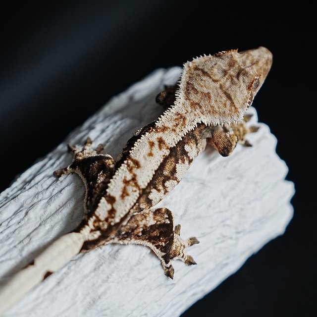 Tri Extreme Harlequin