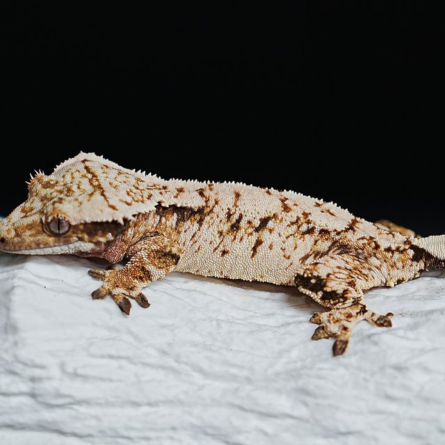 Tri Extreme Harlequin