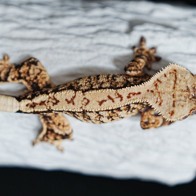 Extreme Harlequin Tri