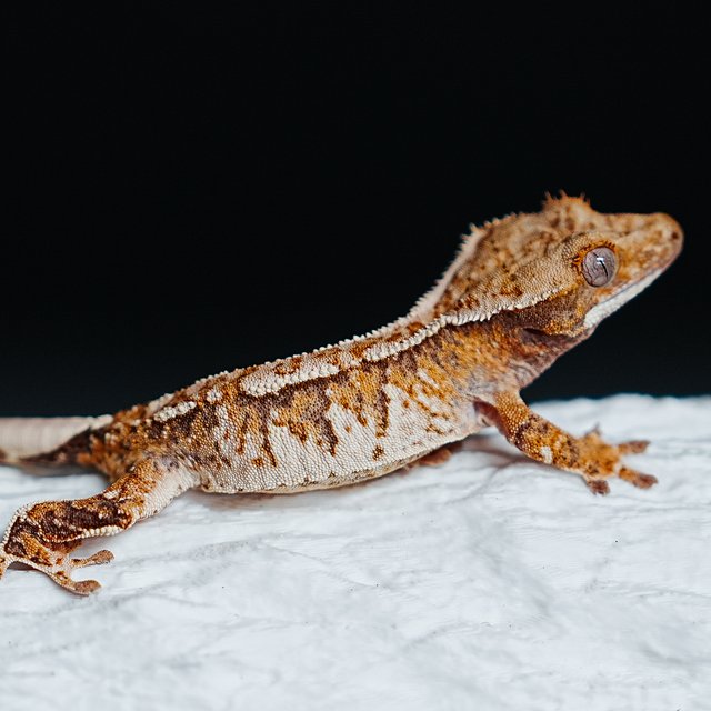 Tri Extreme Harlequin