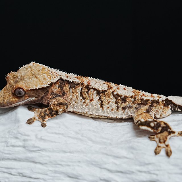 Tri Extreme Harlequin