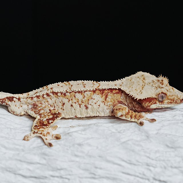 Red Tri Extreme Harlequin