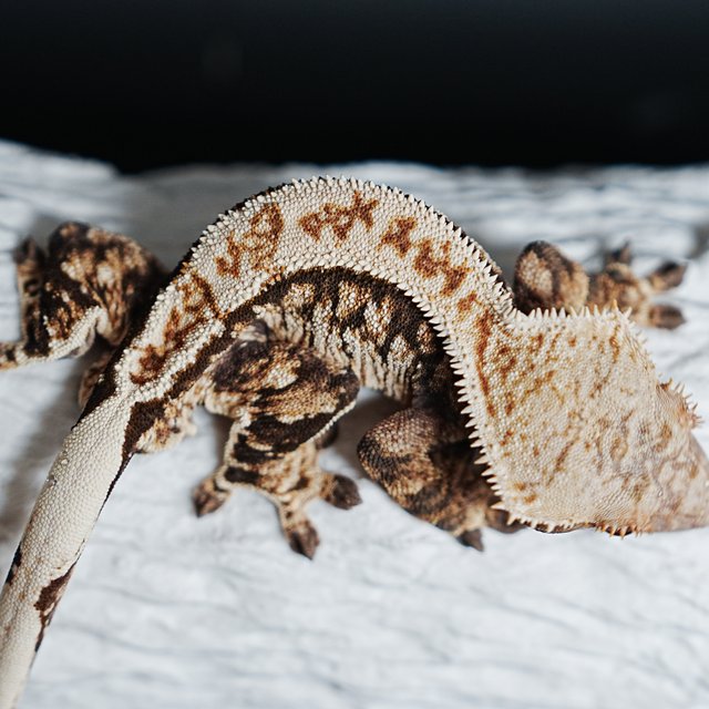 Tri Extreme Harlequin