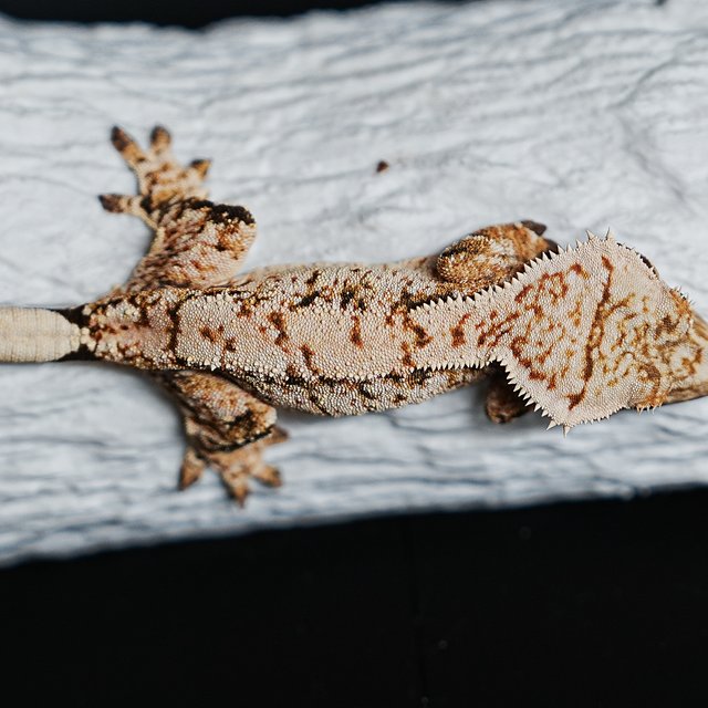 Tri Extreme Harlequin